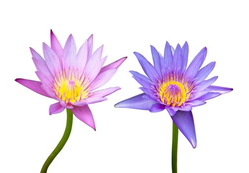 pink and blue lotus on white background