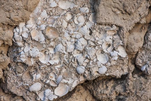 Limestone,  a sedimentary rock with Nummulites from paleogene, neogene