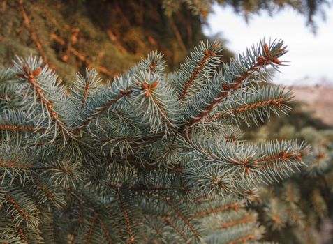 Branches of  spruce tree  with unripe cones