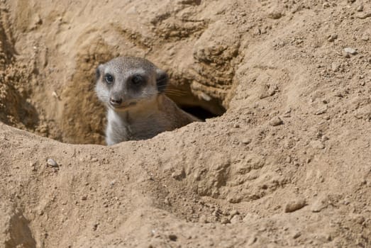 Cute meerkat or suricate, Suricata suricatta, small mammal belonging to the mongoose family