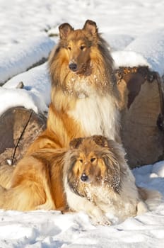 Collie dogs in snow