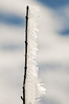 branch with ice crystals