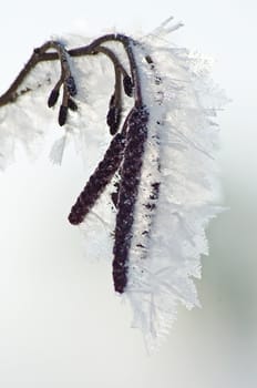branch with ice crystals