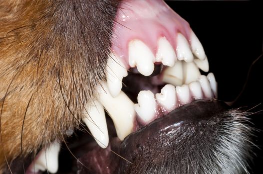 dog teeth