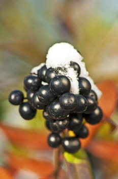 privet berries with snow hat