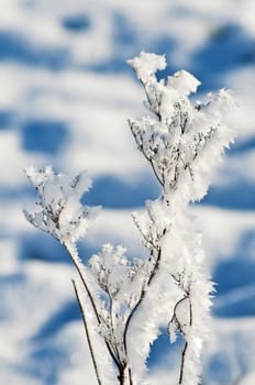 plant with ice crystals