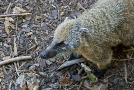 South American coati, or ring-tailed coati (Nasua nasua), species of coati from tropical and subtropical South America