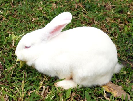 White rabbit in a green grass