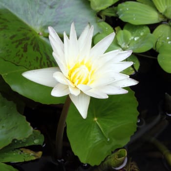 Closeup white lotus flower in the lake