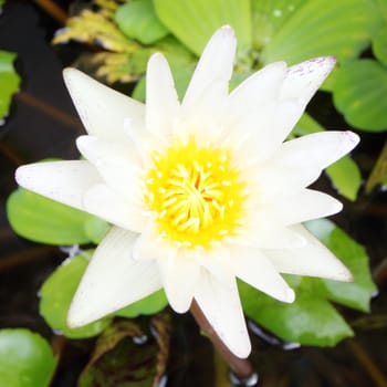 Closeup white lotus flower in the lake