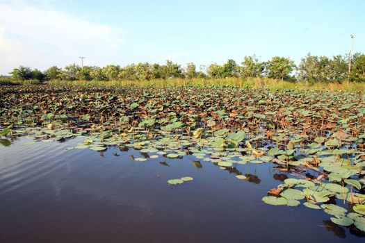 Lotus pond in country  side