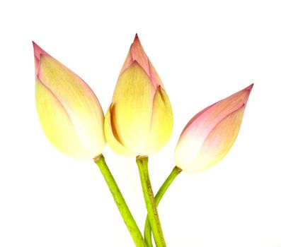 Three bud lotus on white background