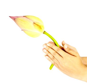 hand praying bud of lotus for worship on white