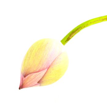 Bud lotus on white background