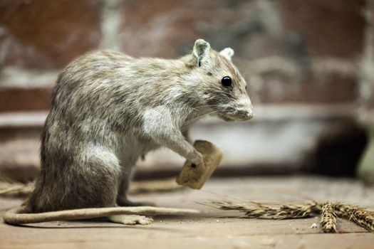 Rodent rat animal holding piece of bread food