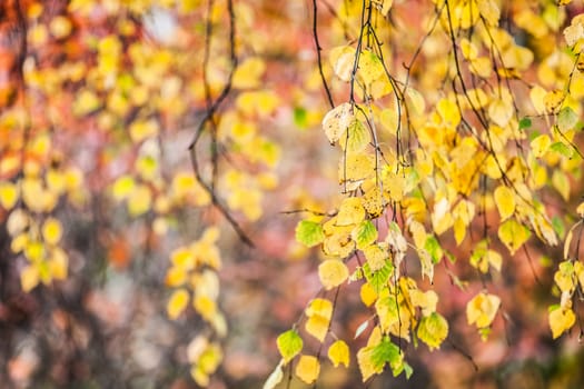 Yellow nature colors of autumn season tree leaves