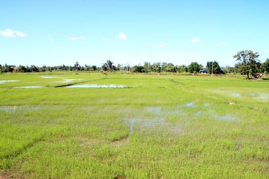 green grass rice field with blue sky