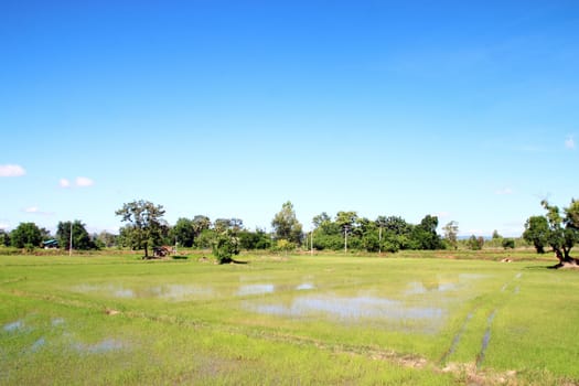 green grass rice field with blue sky