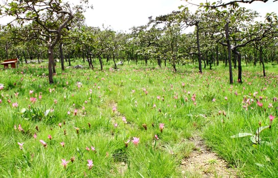 Siam Tulip or Patumma field at Chaiyaphum province in Thailand