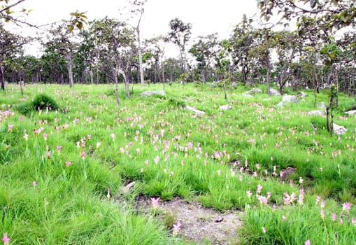 Siam Tulip or Patumma field at Chaiyaphum province in Thailand