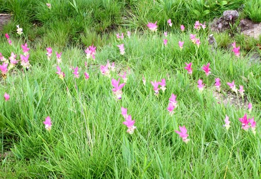 Siam Tulip or Patumma field at Chaiyaphum province in Thailand