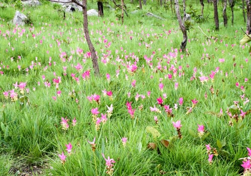 Siam Tulip or Patumma field at Chaiyaphum province in Thailand