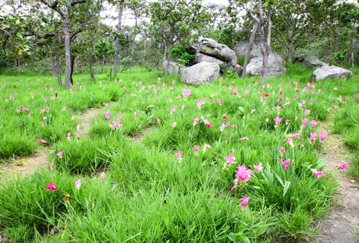 Siam Tulip or Patumma field and small walk way at Chaiyaphum province in Thailand