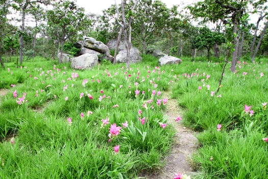 Siam Tulip or Patumma field and small walk way at Chaiyaphum province in Thailand