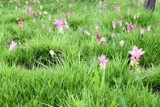 Siam Tulip or Patumma field at Chaiyaphum province in Thailand