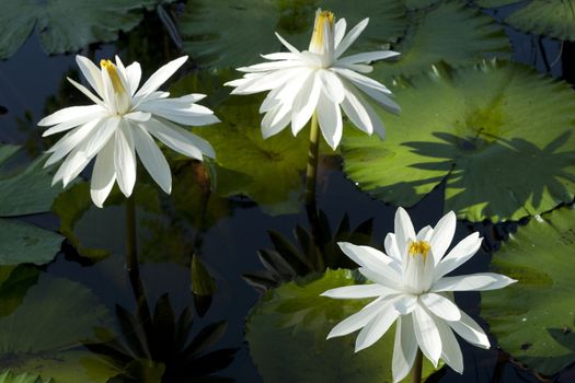 White Waterlily