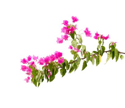 Bougainvillea flowers on white background