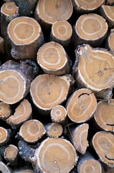 Background of Neatly Stacked Round Logs closeup outdoors