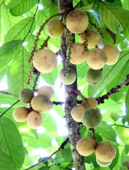 Fresh young Longkong (langsat) on tree