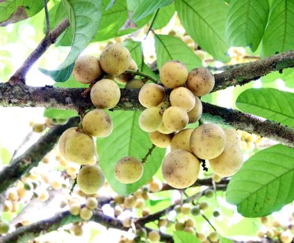 Fresh young Longkong (langsat) on tree