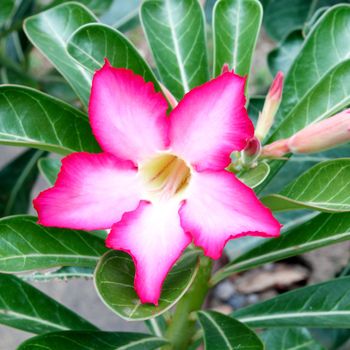 Tropical flower Pink Adenium (Desert rose)