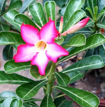 Tropical flower Pink Adenium (Desert rose)