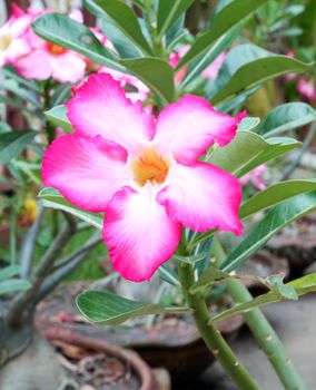 Tropical flower Pink Adenium (Desert rose)