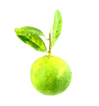 lemon on white background