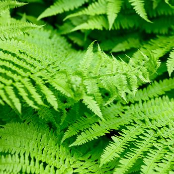 Fern leaves close-up natural background