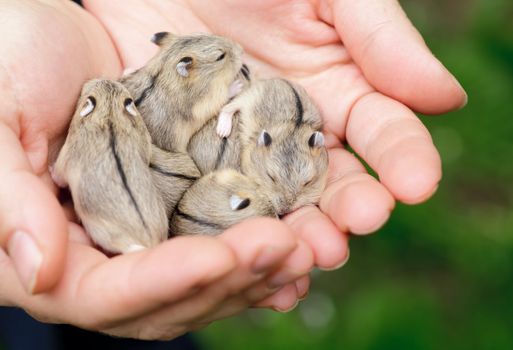 Close-up of baby hamsters being held in hands