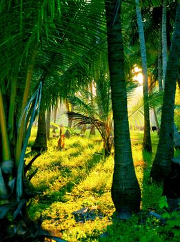 Sunlight rays pour through leaves in a rainforest at Sri Lanka