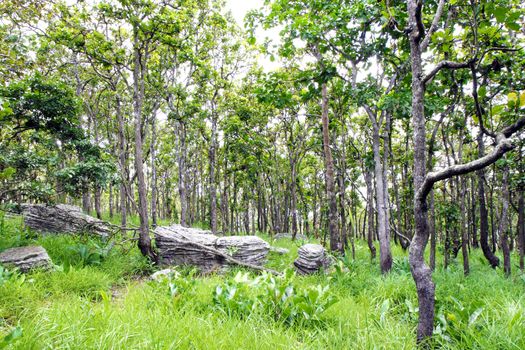 summer forest forest on the mountain , Thailand