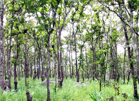 summer forest forest on the mountain , Thailand