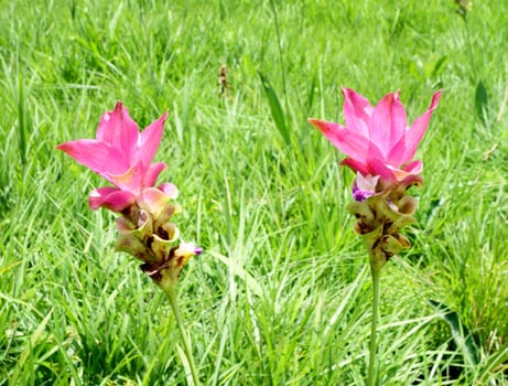 Siam Tulip or Patumma at Chaiyaphum province in Thailand