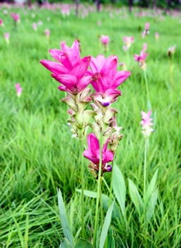 Siam Tulip or Patumma at Chaiyaphum province in Thailand