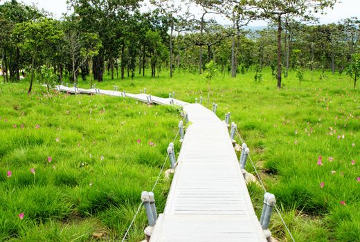 Walk Way in Siam Tulip Field , Thailand