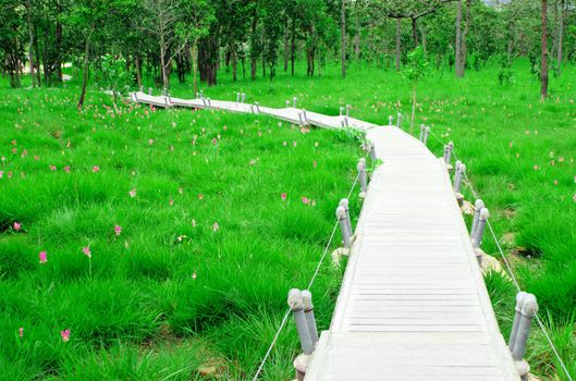 Walk Way in Siam Tulip Field , Thailand