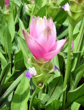 Siam Tulip or Patumma  at Chaiyaphum province in Thailand