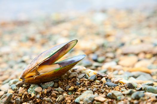 Freshly cooked New Zealand green-lipped mussel