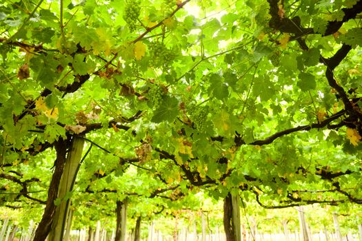 Ripening white grapes at vineyard in New Zealand